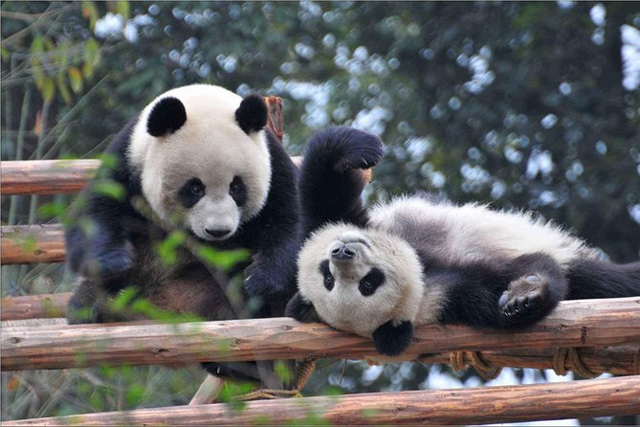 Chengdu Research Base of Giant Panda Breeding